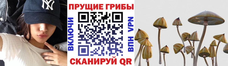 Галлюциногенные грибы Cubensis даркнет сайт Далматово